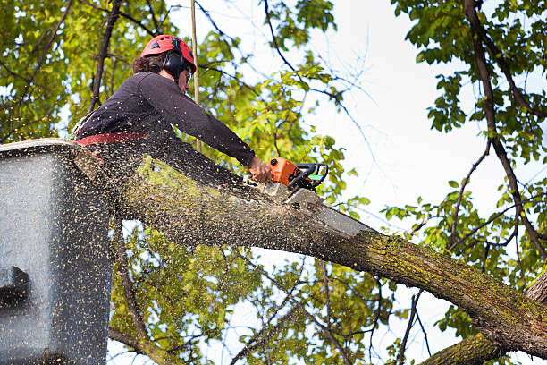 How Our Tree Care Process Works  in  Eaton, OH